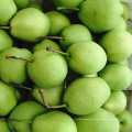 Green Shandong Pear para o mercado da Índia